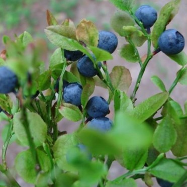 VACCINIUM myrtillus, Čučoriedka lesná cca.50 semien